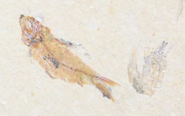 Armigatus Fossil Fish With Shrimp - Lebanon #23128